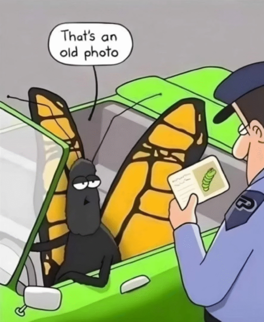 A butterfly driving a green convertible has been pulled over by a policeman. The policeman inspects the butterfly's driver's license, which includes a photo depicting a larva. The butterfly explains, "That's an old photo."